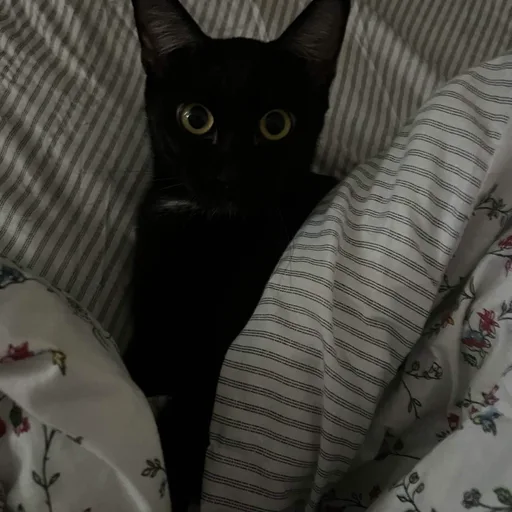 p nina