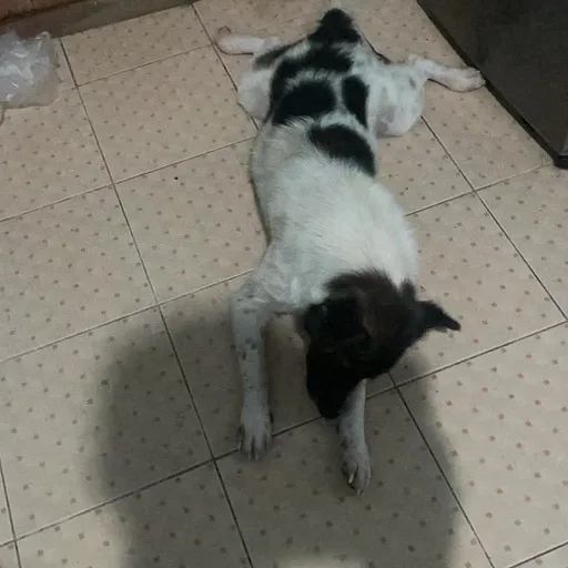 บักเต้้
